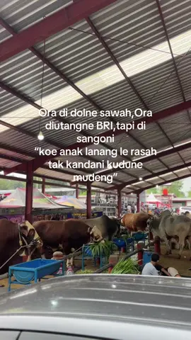 🫠#fyp#foryoupage#4u#xybca#masukberanda#appsi2025#kontessapi#boyolali24jam#sapiqurban#peternakmuda#sapijumbo 