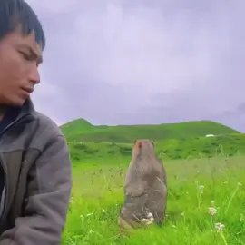 Give it to me.. !!! #adventure #adventuretime #tiktokchallenge #videooftheday #tiktokviral #videoviral #tik_tok #tiktokers #tiktoktravel #lovegoals #follow #likе #cuteanimals #marmots #naturevibes #shepherd