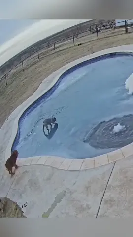 Dog under surveillance 🤣#dogsoftiktok #dog #dogtok #funnyvideos #dogs #funny #dogfunnyvideo #PetsOfTikTok #doglife 