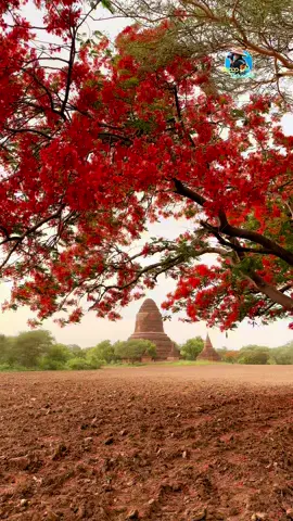 စိန်ပန်းနီနီတွေနဲ့ ပုဂံ📸 🛵🌺 #အညာtraveller  #portraitphotographer #portraitphotoservice  #bagan #ပုဂံဓာတ်ဆရာ #မြန်မာပြည်ကြီးအမြန်ဆုံးငြိမ်းချမ်းပါစေ🙏 #foryou 
