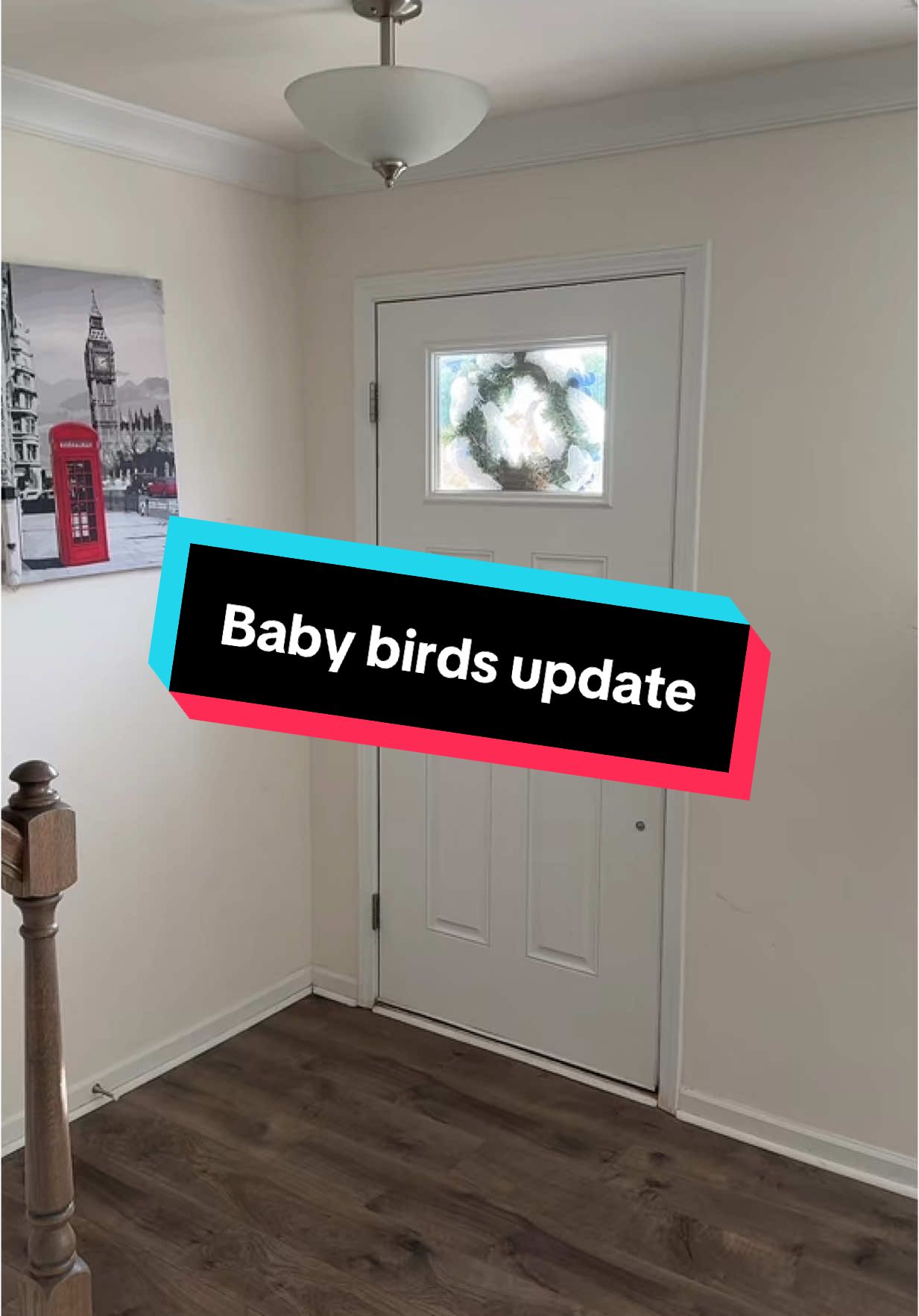 Baby birds update #fyp #foryoupage #foryourpage #babybird #babies #animals #babyanimals 