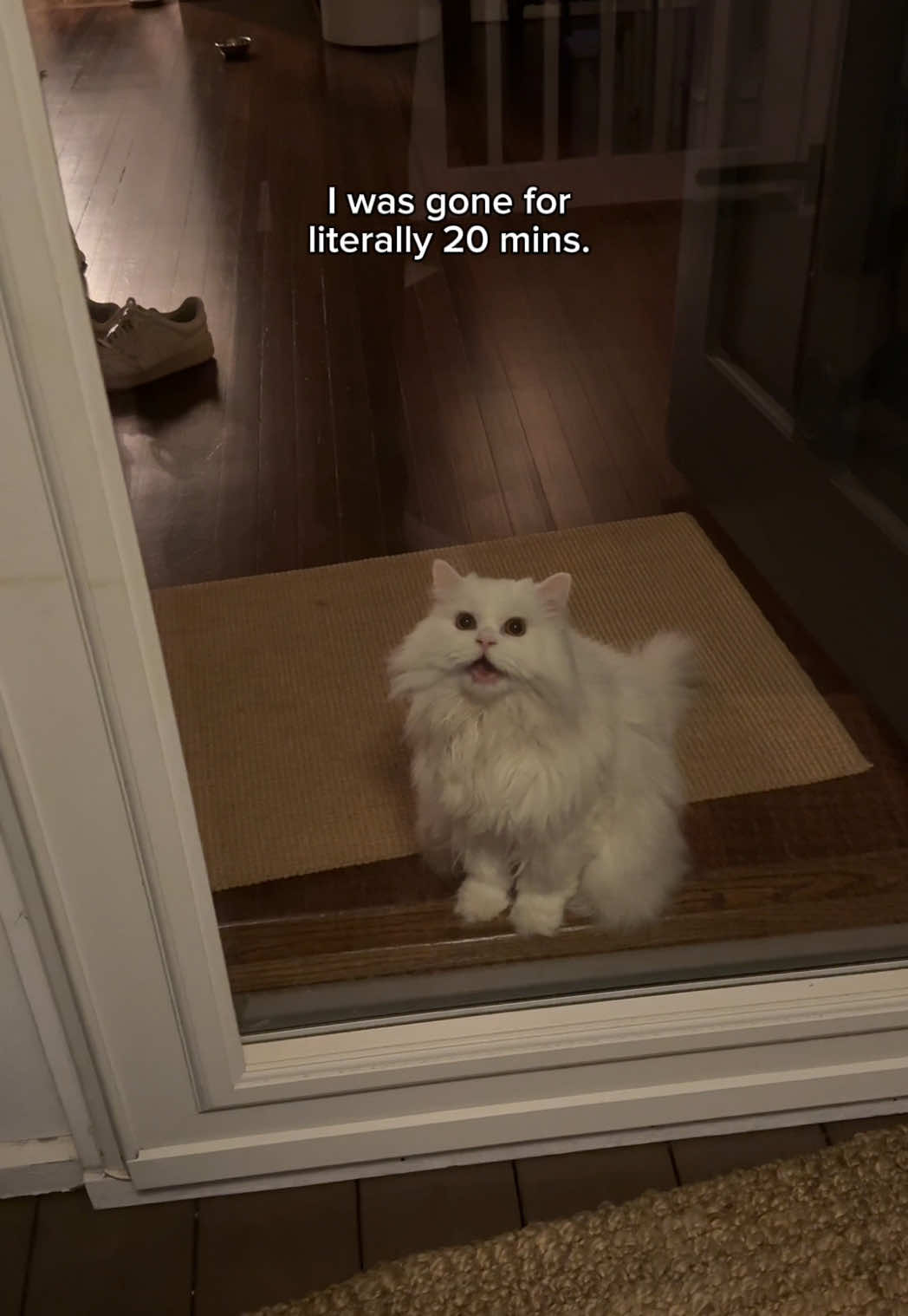 No leaving allowed 😡 #catsoftiktok #persiancat #fyp 