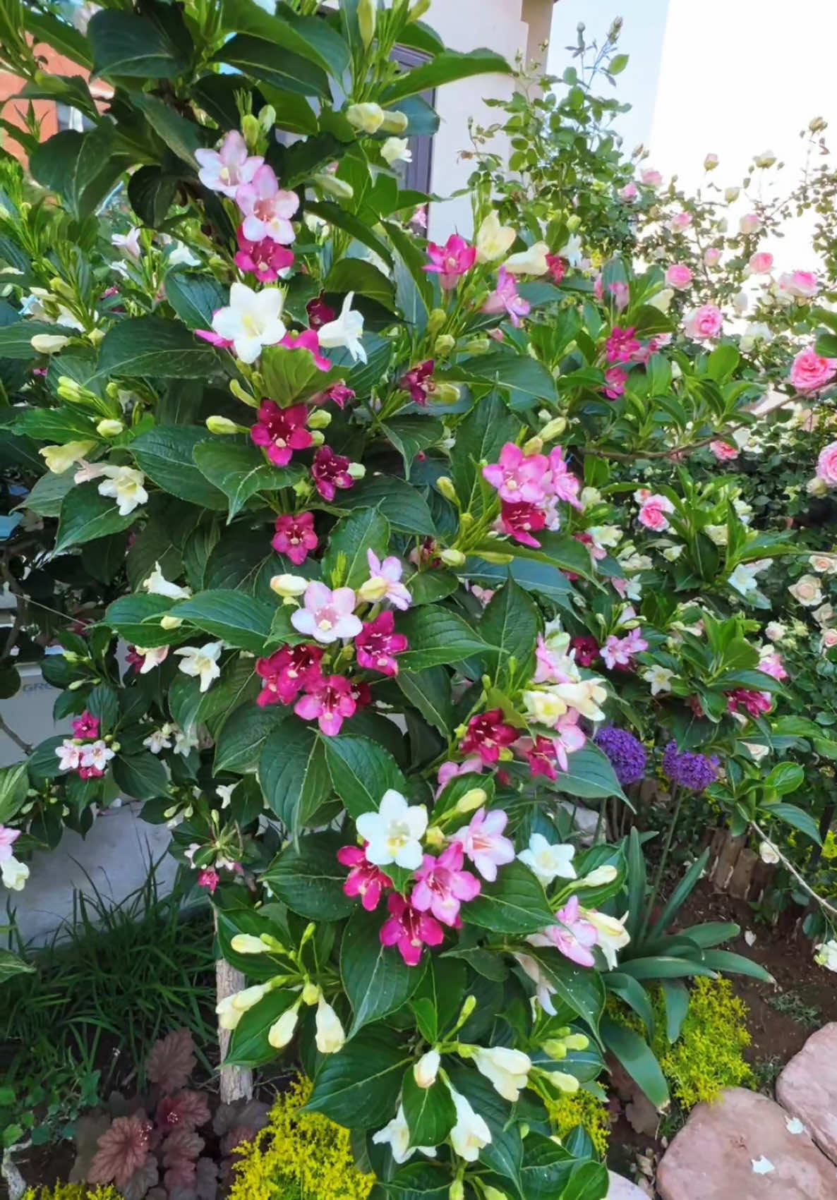 Hoa đại cát🌸🌸 hay còn gọi là hoa gấm, loại hoa có khả năng cho hoa quanh năm và có 3 màu hoa trên cùng 1 cây hồng, đỏ, trắng. Cũng như cái tên Đại Cát là mang lại đủ đầy và may mắn nên nhiều người tin rằng trồng 1 cây trong nhà sẽ mang tới 1 năm rực rỡ, mọi việc hanh thông, gia đình hạnh phúc, đại cát đại lợi❤️ #hoadep #hoacaycanh #hoasanvuondep #hoadaicat 