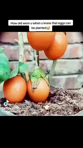eggs🥚🌳 from trees🤯😵‍💫#fypシ゚ #kenyantiktok🇰🇪 #viral 