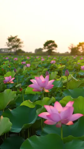 ផ្កាឈូក🌸🌾🌿🎶#កំពងឆ្នាំងផ្ទះខ្ញុំ🏡😘 #ទេសភាពស្រុកស្រែ🌄🏜️🌱🌼🌾🐟 #បទពិរោះ #សំនៀងដេីម #🌸🌸🌸 #ស្រស់ស្រាយនិងធម្មជាតិ🌿🍀🌿 #វាលស្រែវាលស្រូវ🌾🌾🌿 #ផ្កាឈូក 