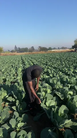 Farming#goviral #livehighlights #satiktok🇿🇦 #swazilandtiktok🇸🇿 #lesothotiktok🇱🇸🇱🇸🇱🇸 #botswanatiktok🇧🇼🇧🇼 #zambiantiktok🇿🇲 #vaaltiktok #greenhouse #namibiantiktoker🇳🇦 #farming #zimtiktokers🇿🇼🇿🇼🇿🇼 #southafrica 
