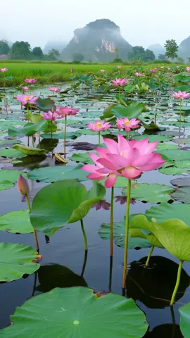#ទេសភាពស្រុកស្រែ🌄🏜️🌱🌼🌾🐟 #ស្រុកស្រែ 