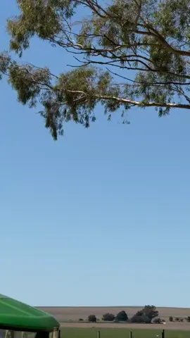 hermosuras😍😍#campoargentino🌱🌾🌻🐮🐂 #jhondeere🚜🦌 #maseyferguson #🔥🚀 