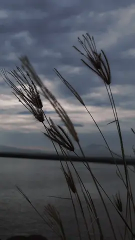 Aku Baik Saja #rossa #akubaikbaiksaja #akubaiksaja #lagurossa #ost #takinginusai #liriklagu #songlyrics #lyrics #fyp #CapCut 