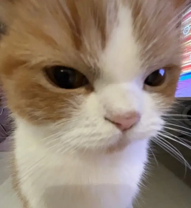 #pfp #cat #angry #angrycat #cute #fyp #fypシ゚ 