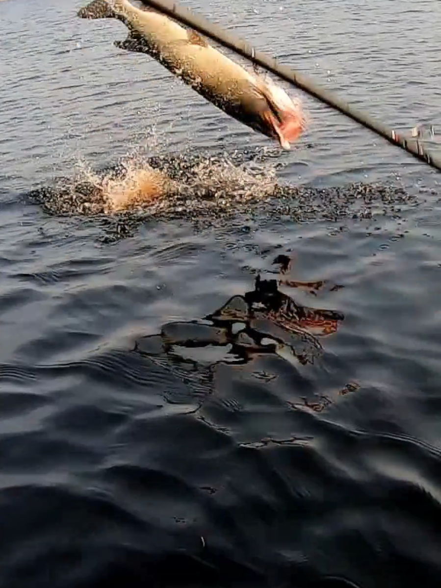 Northern WI musky goes airborne after it crushed an 8