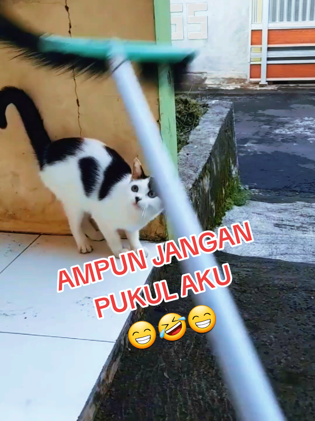 Anak kucing bikin ketawa #anakkucinglucu #bikinngakak #kucinglucu #kucingviral #fyp 