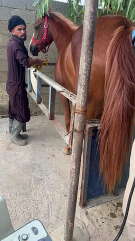 #بريده #خيل #موزه 