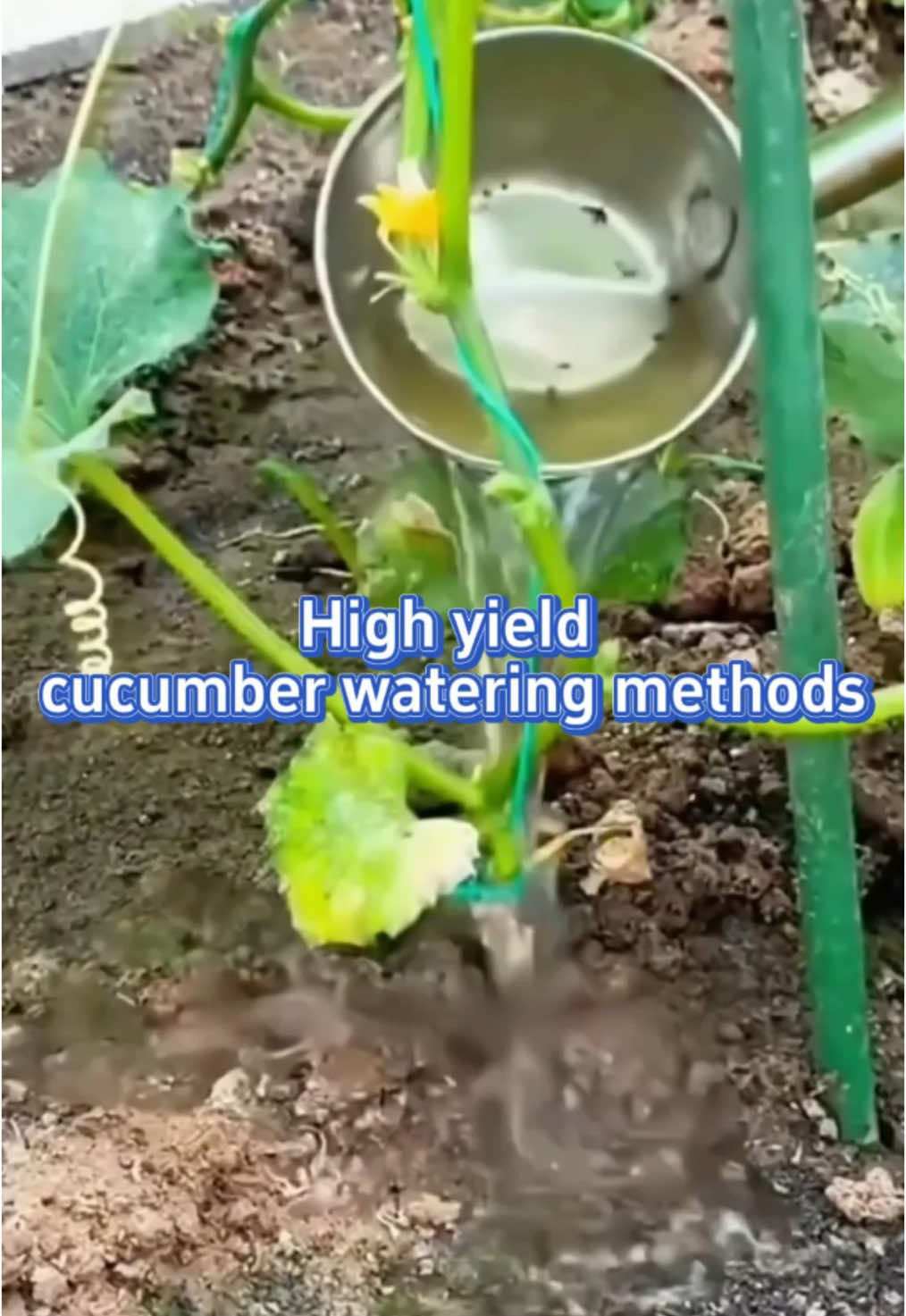 High yield cucumber watering methods. #garden #gardening #gardeningtips #gardenhacks #gardentok #gardening101 #plant #plants #planting #plantingtips #planttiktok #PlantTok #plantlover #planttips #farm #farmer #farmlife #farming #farmtok #agriculture #cucumber 