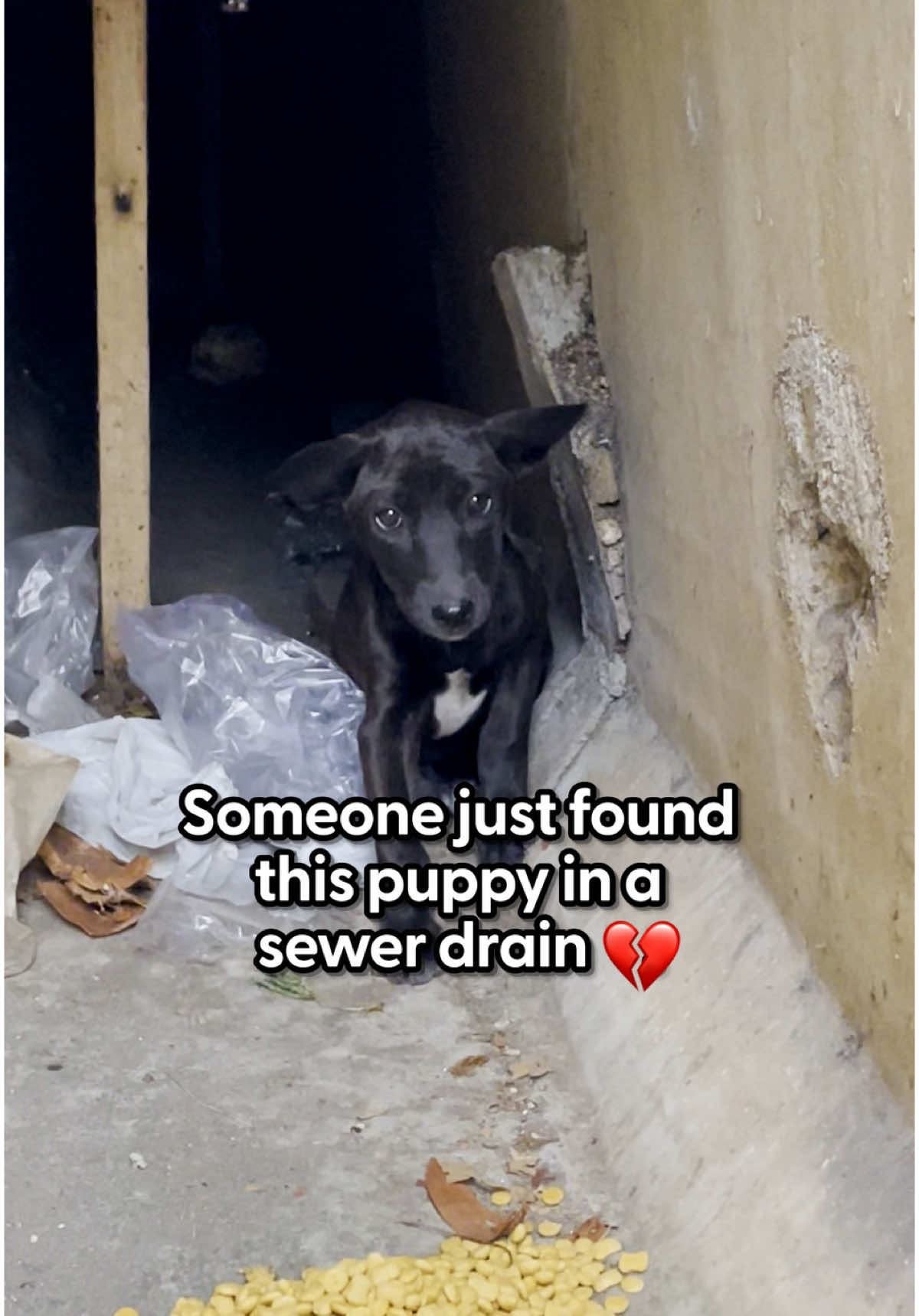 Wait to see how they finally lured her out 💜 We talked to @Skinsbuem about how it took several days to rescue Dumbo, and how she's literally a perfect puppy and is still looking for a family!