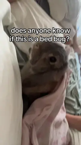 #bunsofinsta #instagramreels #instagrambunny #bunniesofinstagram #bunnysofinstagram #rabbitsofinstagram #foryou #viral #fyp #bunny #rabbits #rabbitsoftiktok #bunmom #rabbit #minilop #miffyandfriends #miniloprabbit #lionhead #lionheadbunny #lionheadrabbitsoftiktok #lionheadrabbit #miffy #bunnysoftiktok #buntok 