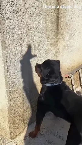 Try not to laugh 😂😂😂 #animals #funny #pet #dog #funnyanimals #funnyvideos #haha #dogsoftiktok #cat #funnypets #PetsOfTikTok 