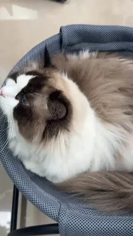 She does not give it a s**t...  #cathammock #cuteanimals #cutecat #kitten #catlife #catlover #petlover #mycat #catsvideo #cattok 