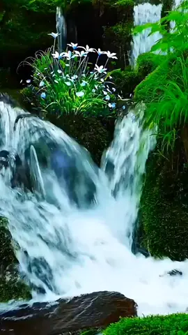 The sound of birds and water is a girt from anture #scenery #The flowing river #The sound of a bird 