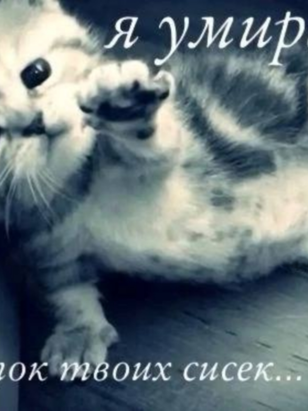 пришли пожалуйста мне это фото я воскресну #2025 #мем #паблик #постирония #fyp #рекомендации #переписка #teamwork #открытка #любовь #романтика #дружба #кот 