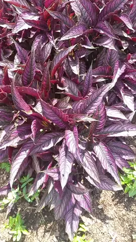 #Persian #Shield #plant #NATURE #beautiful #Love #goodvibesonly #Love #goodvibes #garden #mercy #botanical #garden #houstontexas #photography  #purple 