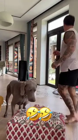 🤣🤣#dogsoftiktok #PetsOfTikTok #catsoftiktok #animal #voiceover #funny #funnyvideos #foryou #viral 