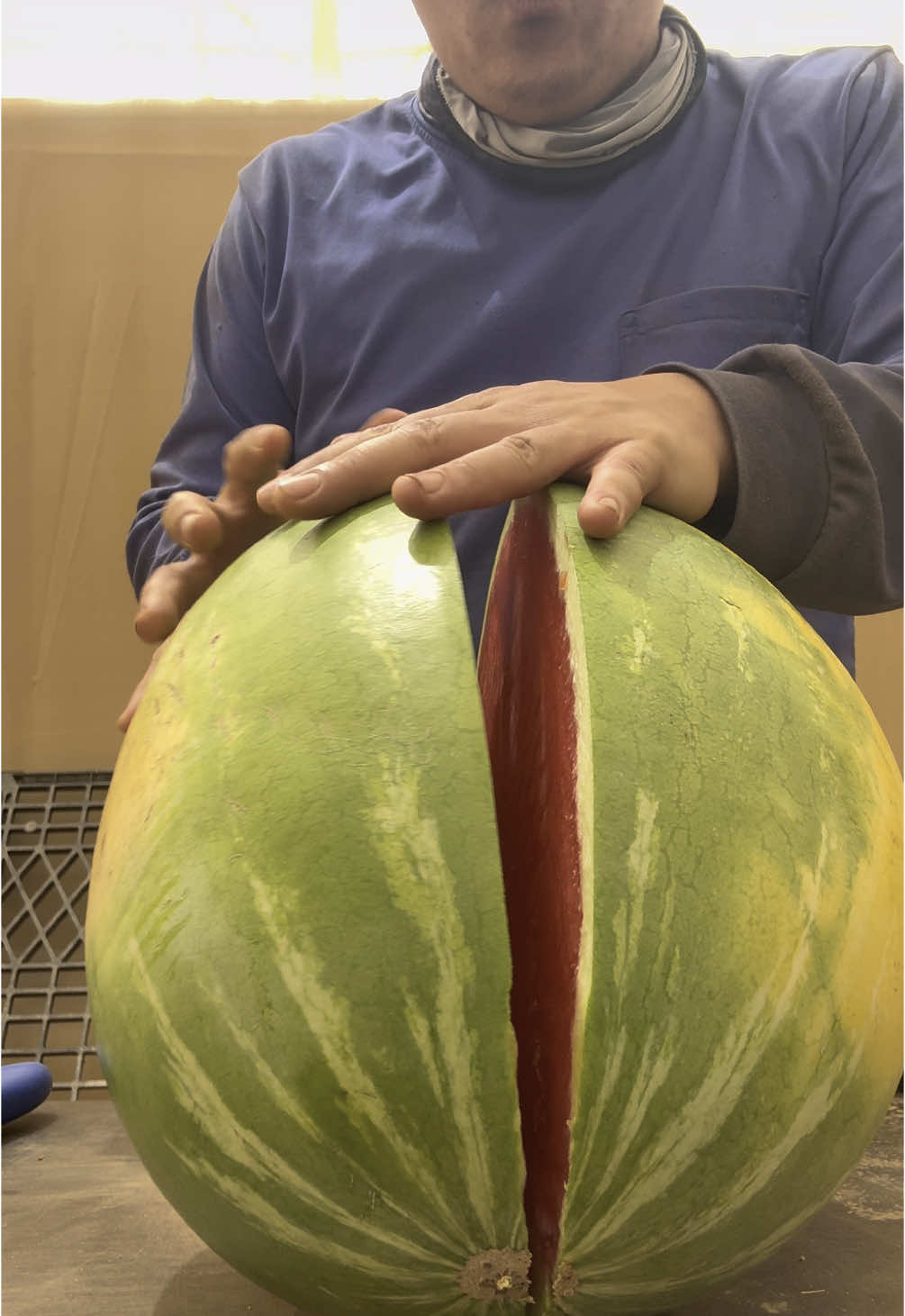 Watermelon #watermelon #agriculture #satisfying 