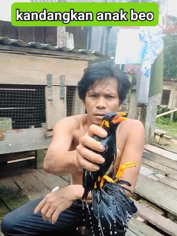 #burungkicau #bird #sulingsakti #viral 