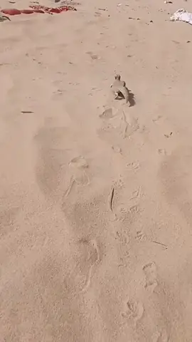 আরবিয়ান সান্ডা মজা করে খাই#foryou #❤️❤️❤️❤️❤️❤️🇳🇵🇳🇵❣️❣️❣️😂 