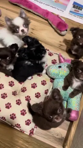 #chihuahua #foryoupage #dogsoftiktok #puppylovers #chihuahuas #chihuahualove #puppylove #chihuahua #foryoupage #chihuahua #dogsoftiktok #foryoupage 