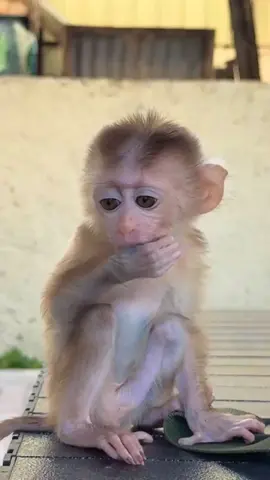 Monkeys Making the World a Little More Adorable!