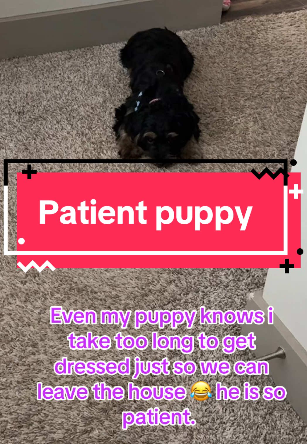 Preparing to go to @PetSmart to get him a new rubber ball. #dogmom #dogmomlife #grwm #patientdog #dogtoy