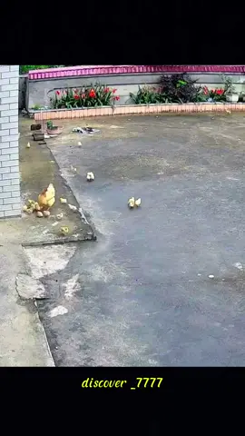 #animal #animalsoftiktok #chicken #chickensoftiktok 