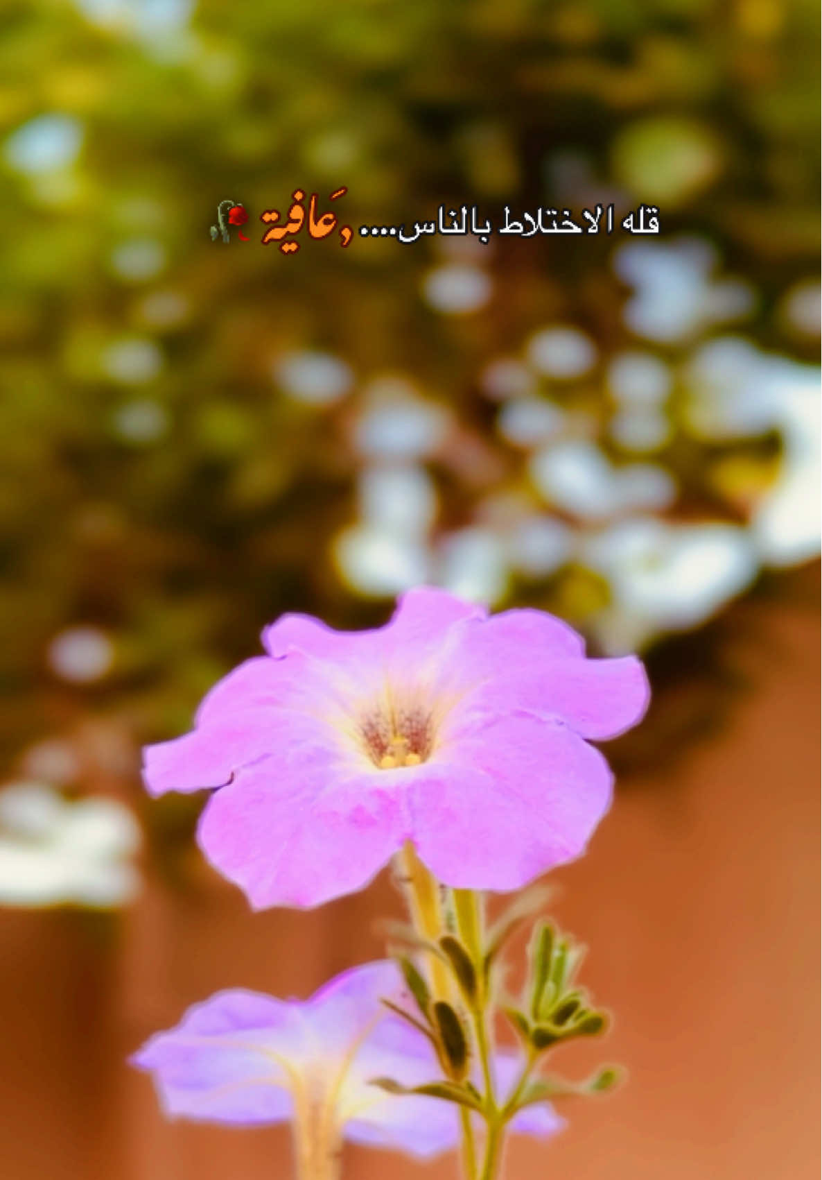 قله الاختلاط بالناس عافيه 🥀👌 #متابعة_قلب_تعليق_مشاركة_ #تصميم_فيديوهات🎶🎤🎬 #عباراتكم_الفخمه📿📌 #تصميمي #تصويري 