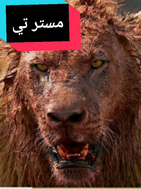 #mabogo #سكارفيس #مسترتي #lion #fight #wild #animals #fyp #viral #tiktoklongs #foryou 