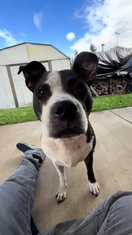 It’s time for snoot boops again! The fact that she’s standing still amazes me. She’s always moving! #pitbullsoftiktok #boopthesnoot #pittylove 