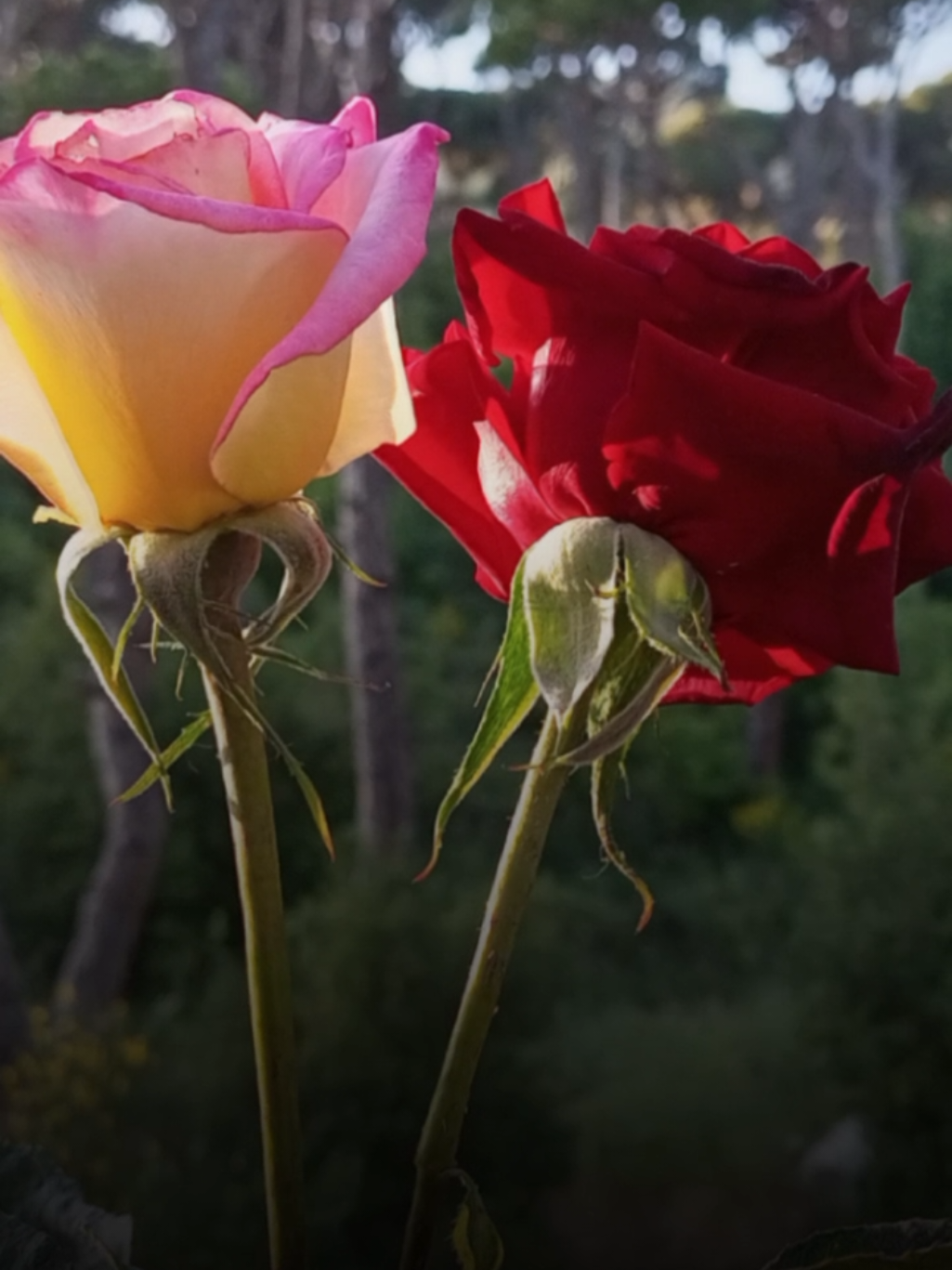 الله رازقني بحبك ❤️✨ #منشن #منشن_للي_تحبه #viral #fypシ゚ #trend #Love #beautiful #amazing #rose #flower #تصميم_فيديوهات🎶🎤🎬 #اكسبلور #تصويري #lavendr81 #ترند #CapCut 