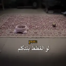 لو القطط بتتكلم 😂❤️الدحيح . . .#تصميم_فيديوهات🎶🎤🎬 #fyp #foruyou #الدحيح #الدحيح_احمد_الغندور #تصميمي #تصميم_فيديوهات🎶🎤🎬 