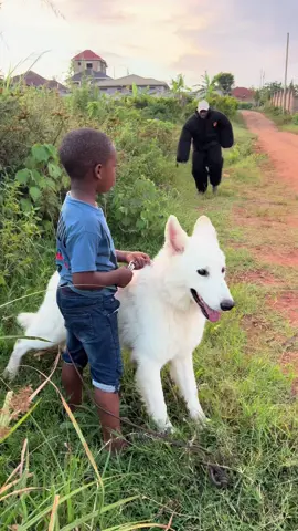 Do you have the right dog for your family #DogProtectsKid #ArionDogFood 