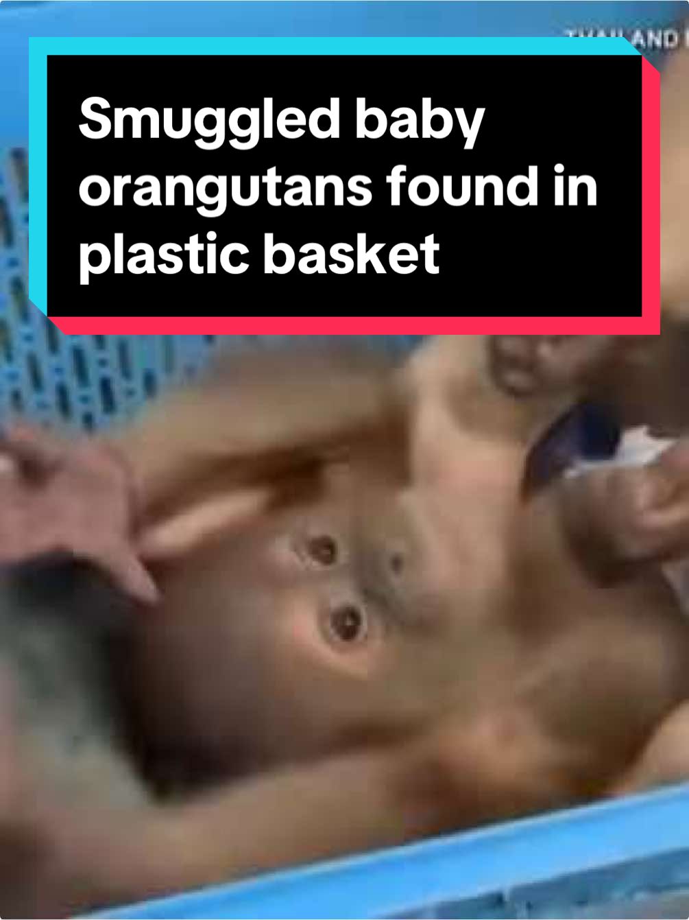 When police in Thailand seized a plastic basket this week, they discovered two baby orangutans. The little primates are part of the illegal market for wildlife. Their trafficker could have expected them to fetch about nine thousand dollars apiece. Authorities in Bangkok say they arrested a courier for the person selling the orangutans at a gas station in the north of the Thai capital. #thailand #thailand🇹🇭 #crime #orangutan #news #bangkok
