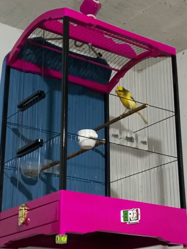 Melar Dikit Lagi Yuk 😉🫰🔥 #kicauanburung #pakankenari #kicaumanianusantara #kicaumaniaindonesia #kicaumania #kicau #kenari #kenariyorkshire #caroll #kenariindonesia #kenarigacor #kenarimania #kenarimaniaindonesia #kenariprospek #kenarijogja #kenarimalang #kenarisolo #kenarinusantara #kenarijakarta #sangkarbro 