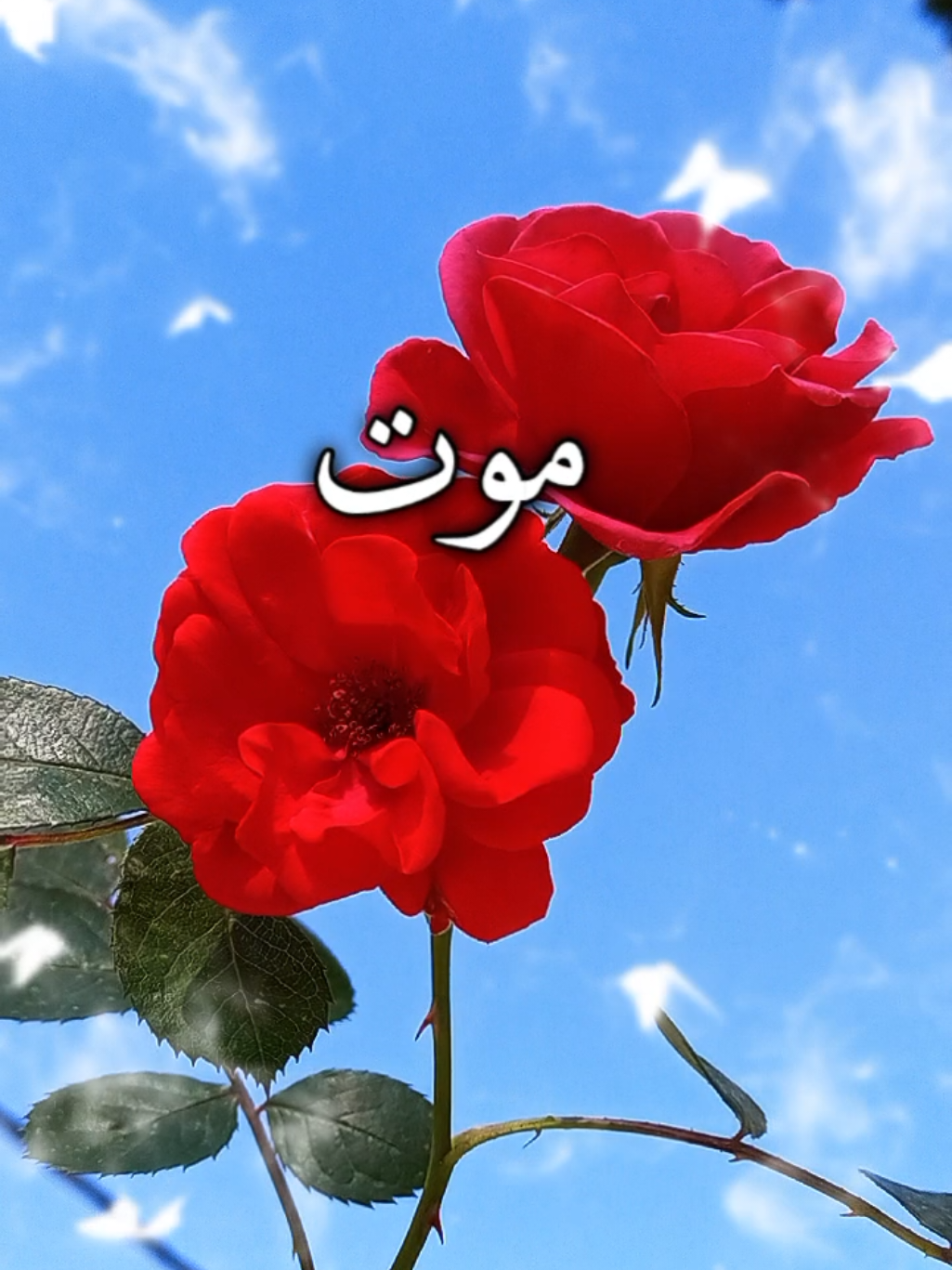 احبك موت فوك الموت بشويه ❤️✨ #احبك_موت #اكسبلور #منشن #منشن_للي_تحبه #تصميم_فيديوهات🎶🎤🎬 #اقتباسات #تصويري #lavendr81 #ترند #viral #fypシ゚ #trend #beautiful #amazing #rose #flower #Love #CapCut 