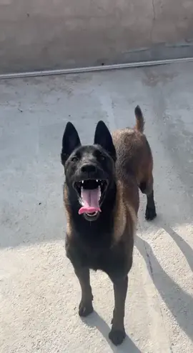 #malinois #malinoisdog  #malinoislovers #fouryou  #ArabTikTok #maroc #🇲🇦🇩🇿🇹🇳 