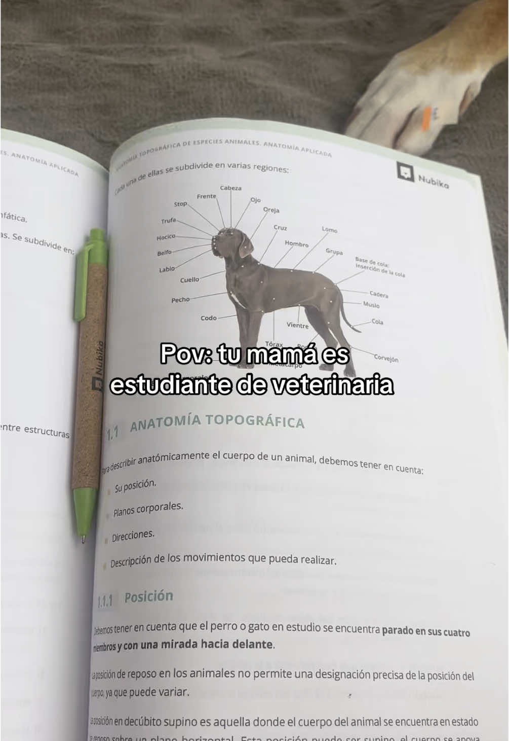 Mi ayudante de prácticas 😌 #asiaymaya #tiktokdog #dogmom #familiaperruna #dogsoftiktok #dogtiktok #boxerpitmix #canhijo #atv #auxiliarveterinaria #nubika #veterinaria 
