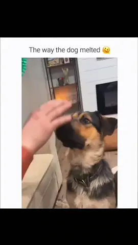 Funny dogs compilation #funnydog #funnypet #cutedog #dogsoftiktok #doglover #dog 