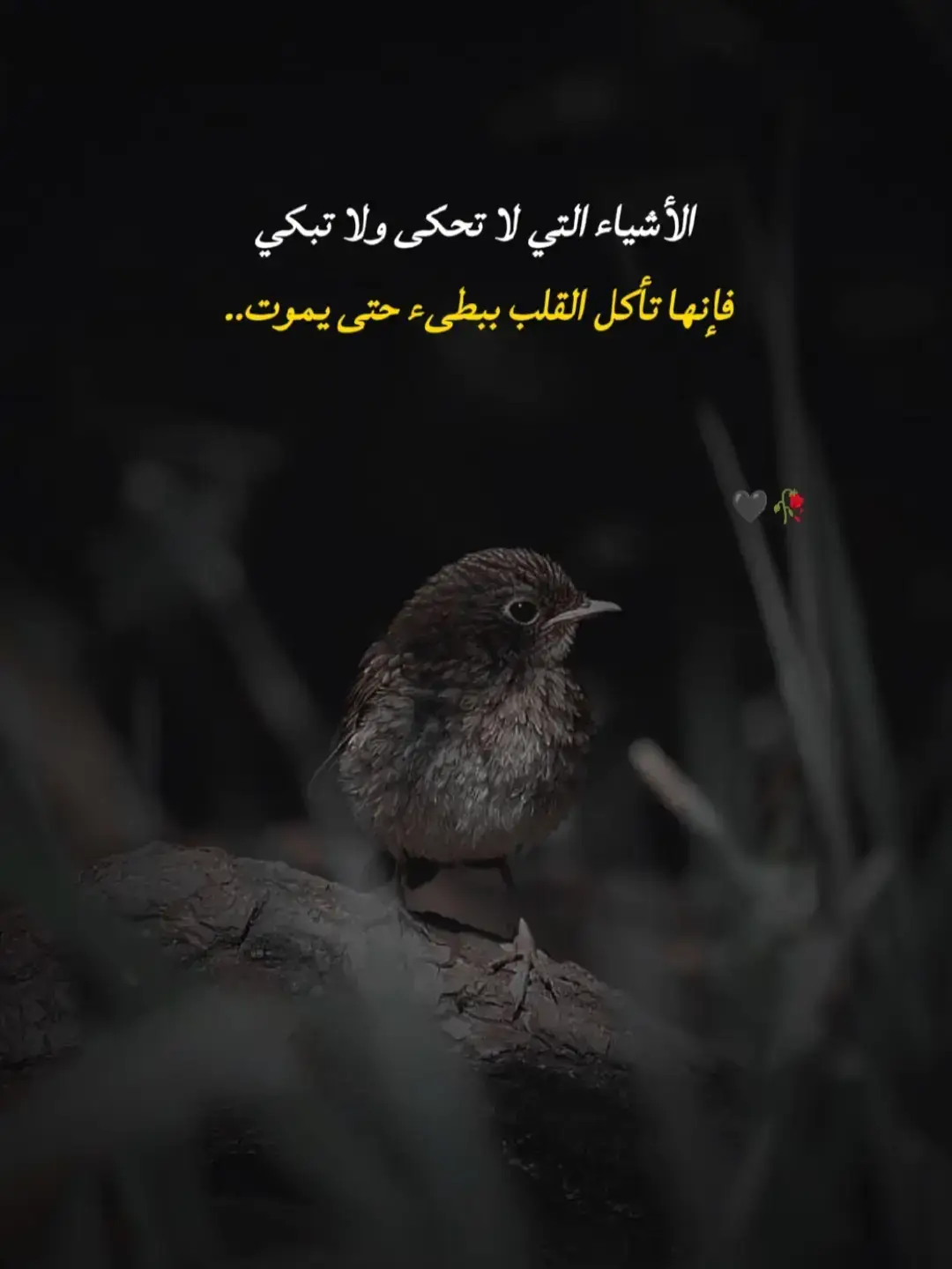 #اقتباسات_عبارات_خواطر #عبراتكم_الفخمه📿📌 