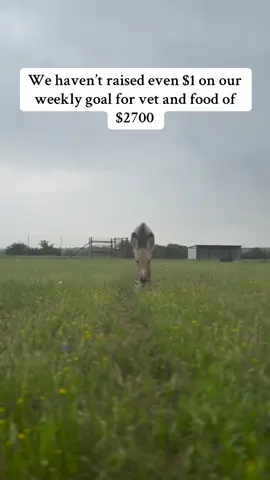 We haven’t raised even $1 on our weekly goal for vet and food of $2700#horses #equine #horse #horselove #horselover #fyp #help #donate 