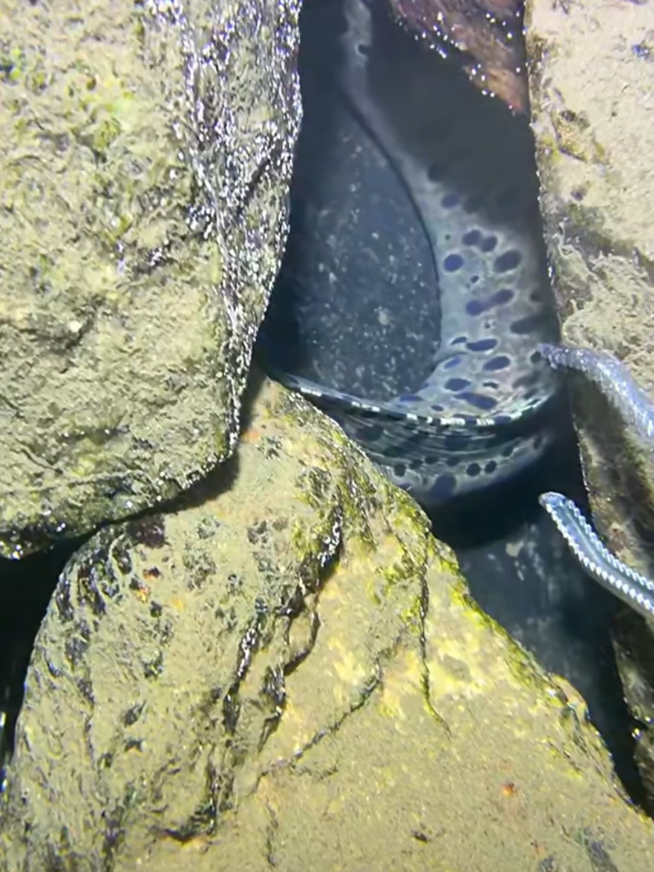 #diving #crab #catchthesea #seaside #seafood #fish #eel #lobster #seangsolofishing