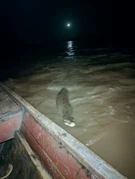 No lo grabé bien porque me temblaba la mano… pero esa cosa vino directo hacia mí y se metió debajo de la lancha 😰 Esto fue anoche… por el río cerca de Iquitos. ¿Alguien ha visto una anaconda así de grande? No es normal eso… #anaconda #amazonas #misterio #realonofake #criaturaextraña #Iquitos #viralamazónico #amazoniaprofunda #miedonocontrolado