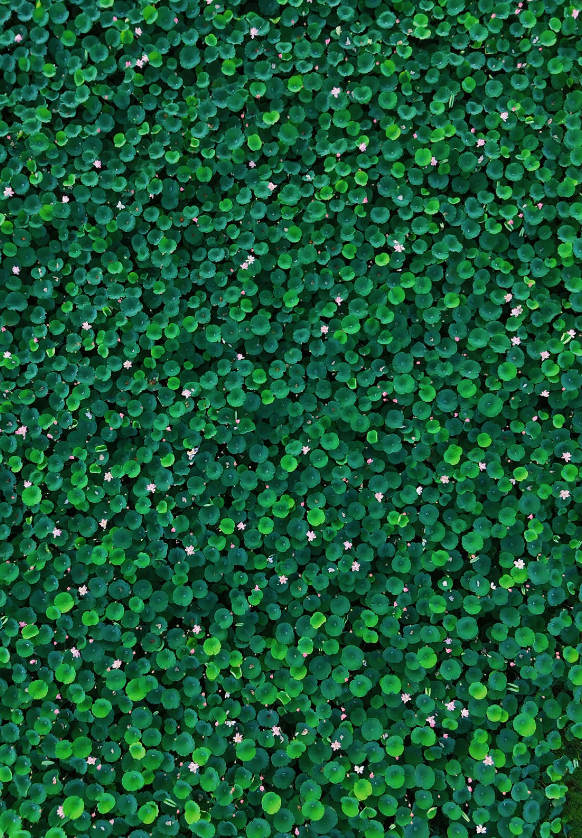 Đầm hoa sen tuyệt đẹp tại cô tô📸#coto #quangninh #flycam #chill #hoasen #xuhuong #tiktok #2025  #flycam4k #letrungthanh📸 #letrungthanh 